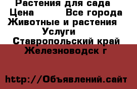 Растения для сада › Цена ­ 200 - Все города Животные и растения » Услуги   . Ставропольский край,Железноводск г.